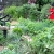 Bauerngarten