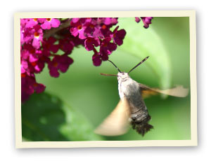 Taubenschwänzchen (Schmetterling)