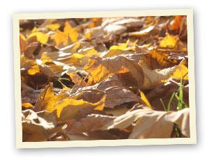 Allgemein Herbstlaub