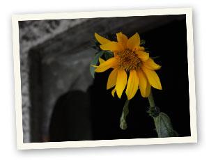 Allgemein Sonnenblume