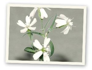 Allgemein Silene stenophylla