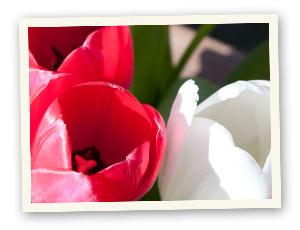 Allgemein Tulpen