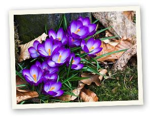 Allgemein Krokus