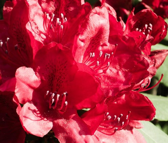 Roter Rhododendron