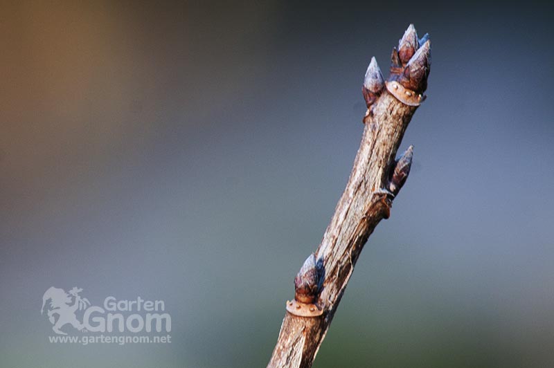 Rote bzw. weiße Johannisbeeren (Ribiseln)