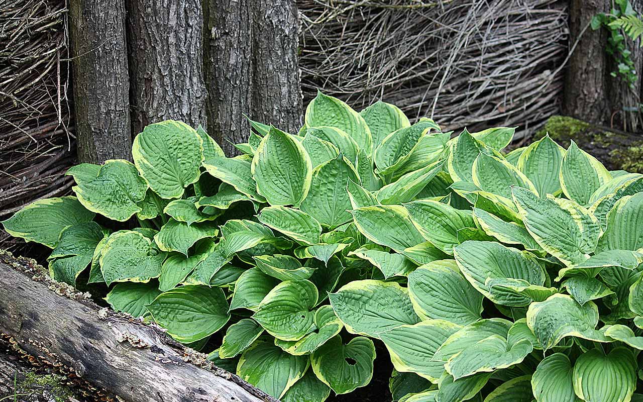 Staude des Jahres 2009: Funkie / Hosta