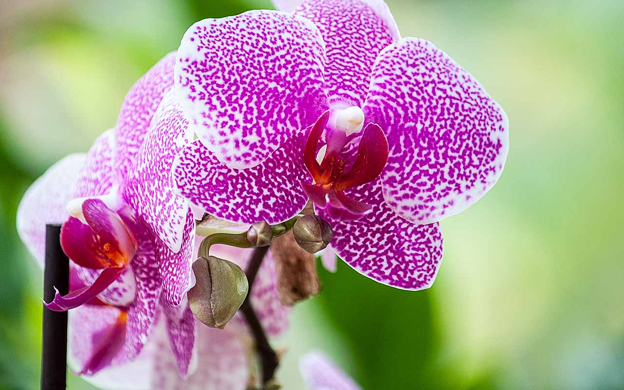 Rundum-Pflege für viel Freude mit Orchideen