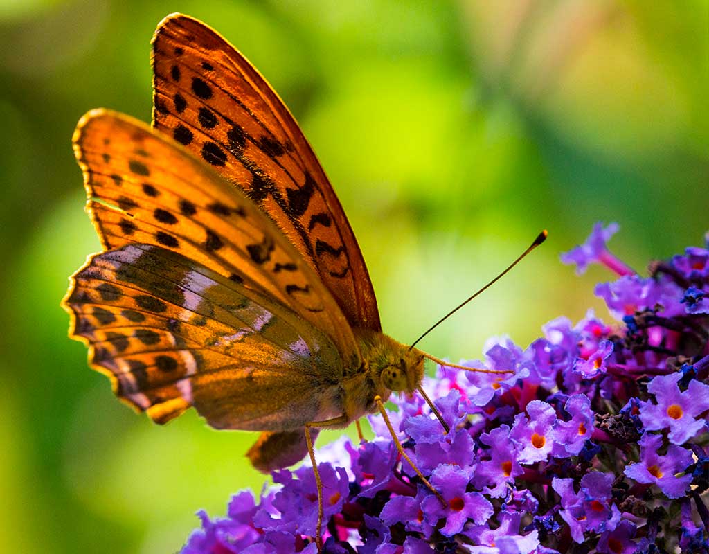 Wie lockt man Schmetterlinge an? – Der Schmetterlingsgarten