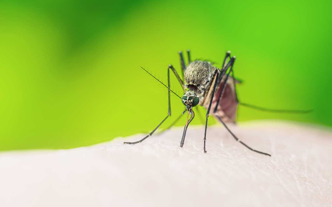 Lästige Blutsauger: Gelsen (Mücken)
