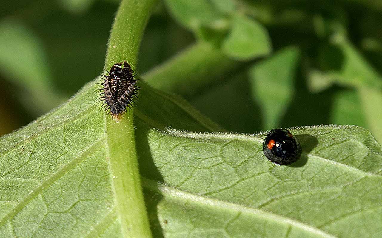 Neu im Garten eingezogen: schwarze Zweipunkt-Marienkäfer