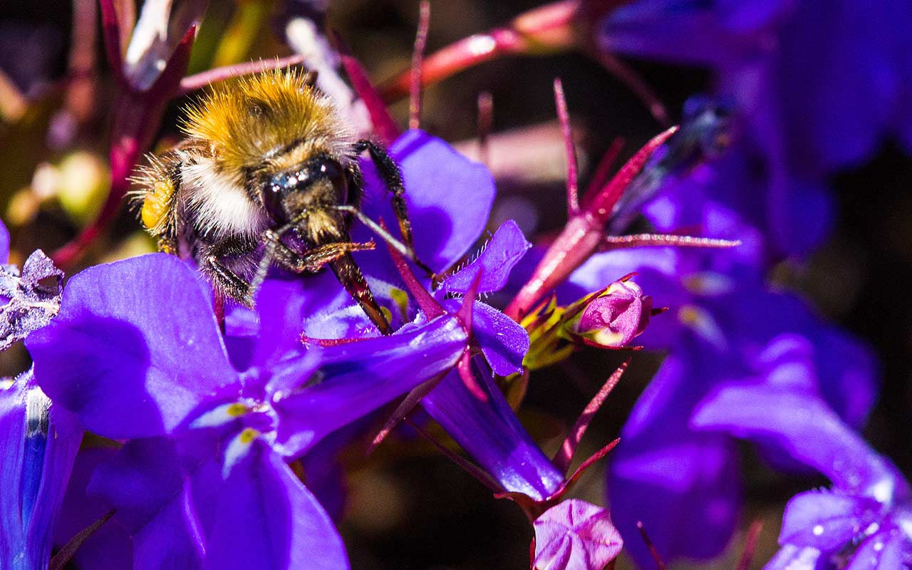 Farbenfrohe Nahrung für Bienen, Hummeln und andere Insekten