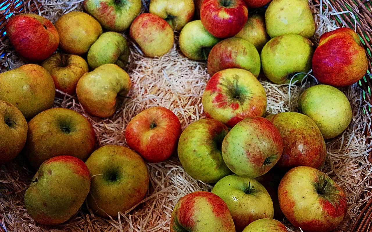 Lagerung der Apfelernte (Sommer-, Herbst- und Winteräpfel)