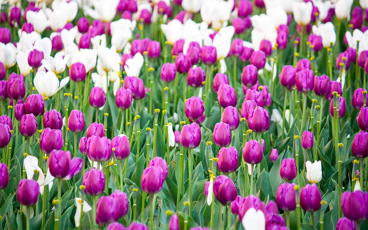 Tulpen: bunte Pracht für gute Laune im Frühjahr