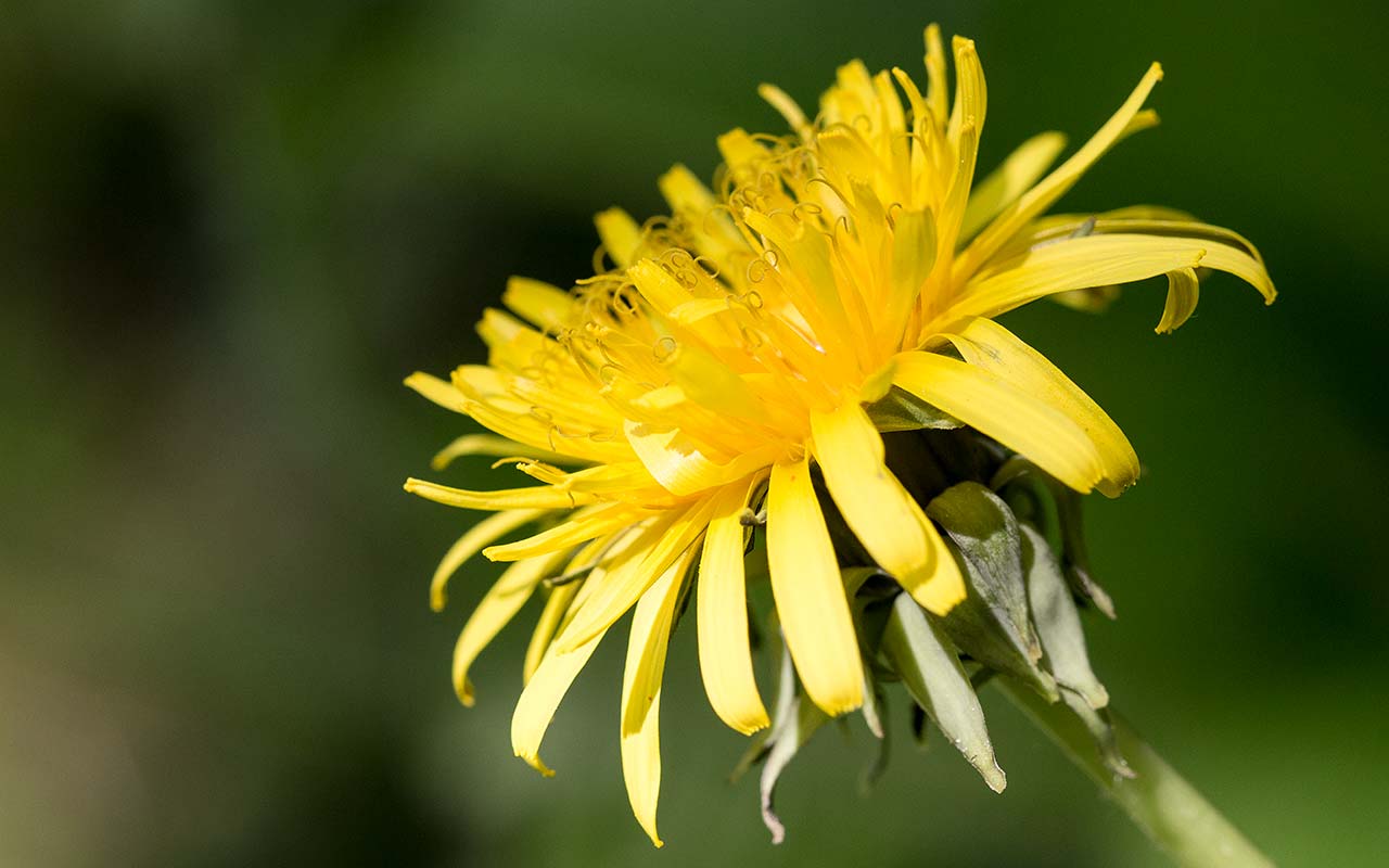 Löwenzahn Honig (Löwenzahn-Marmelade)