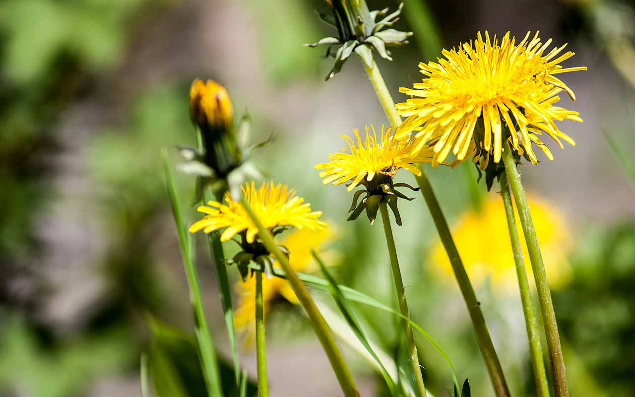 Köstlicher Löwenzahn – Löwenzahn in Garten und Küche