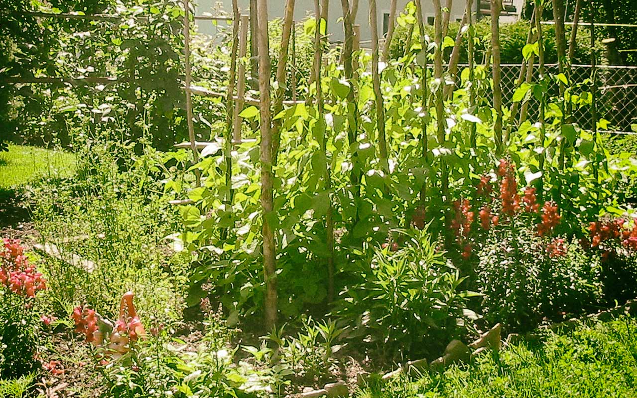 Auf gute Nachbarschaft: Mischkultur im Garten