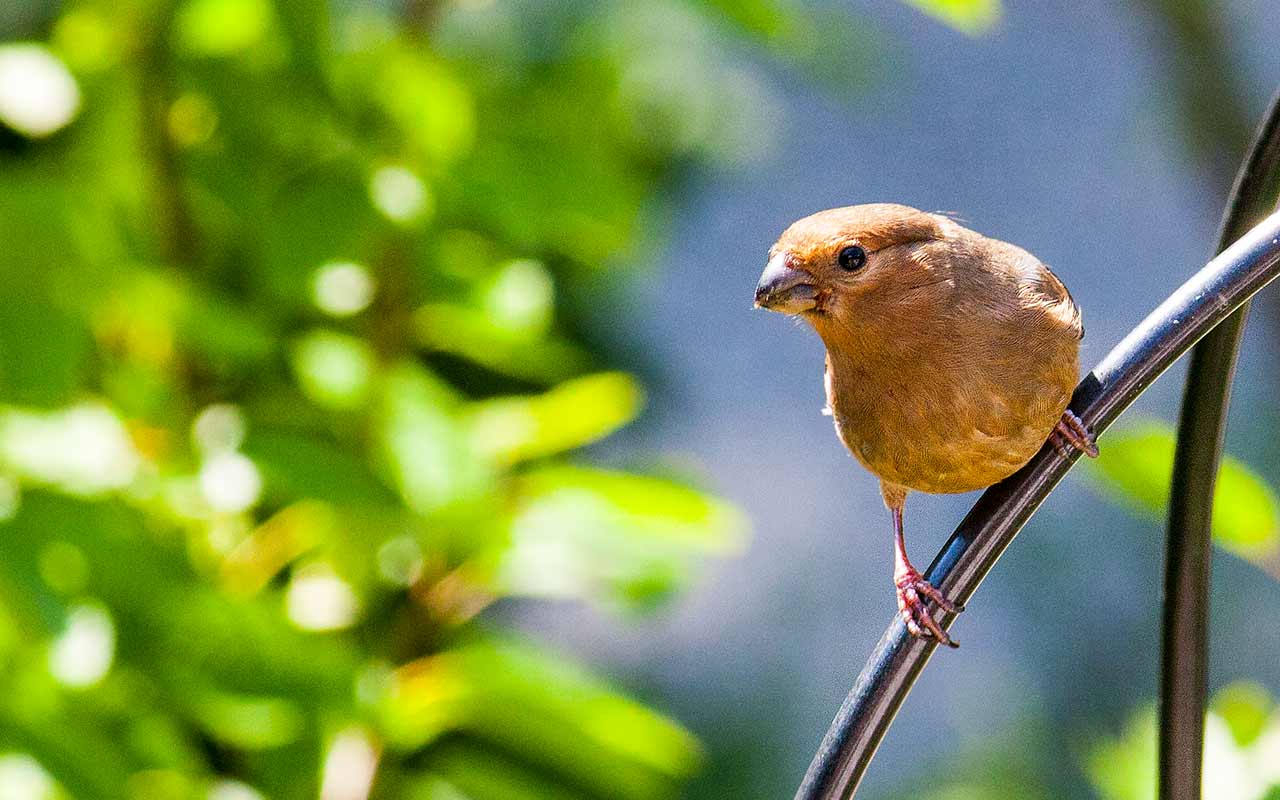 Vögel in den Garten locken – Der Garten als Vogelparadies