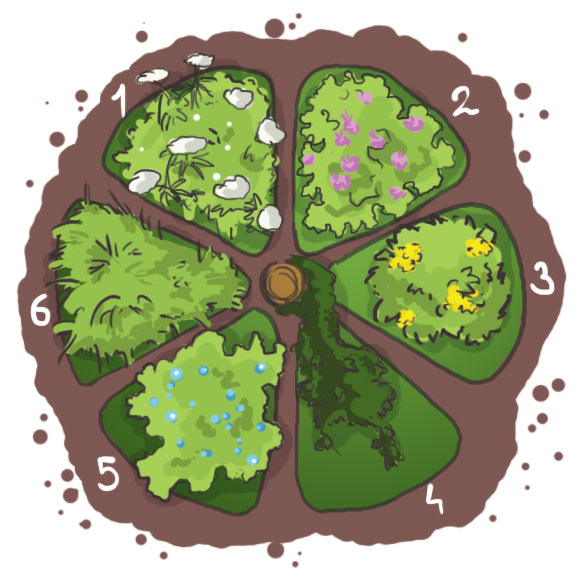 Beet I: 1. Waldmeister, 2. Storchschnabel, 3. Mohonie, 4. Efeu, 5. Ehrenpreis, 6. Waldsegge