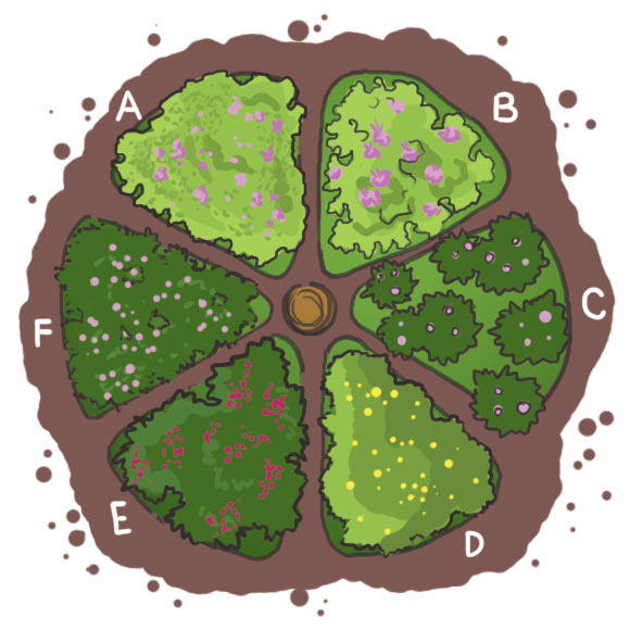 Beet II: A. Kleines Immergrün, B. Storchschnabel, C. Lungenkraut, D. Waldsteinie, E. Lavendelheide, F. Elfenblume