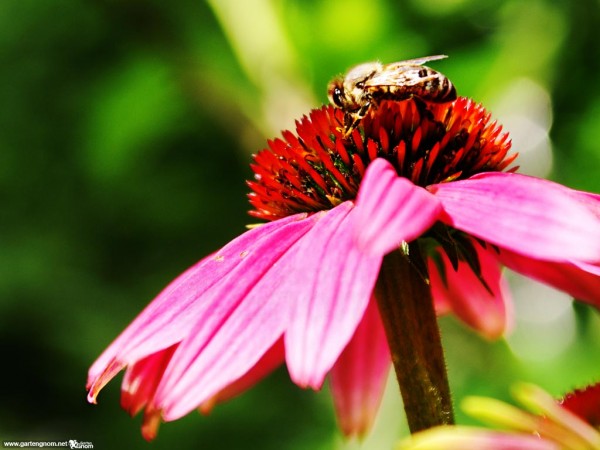 Echinacea (Wallpaper 1024x768)