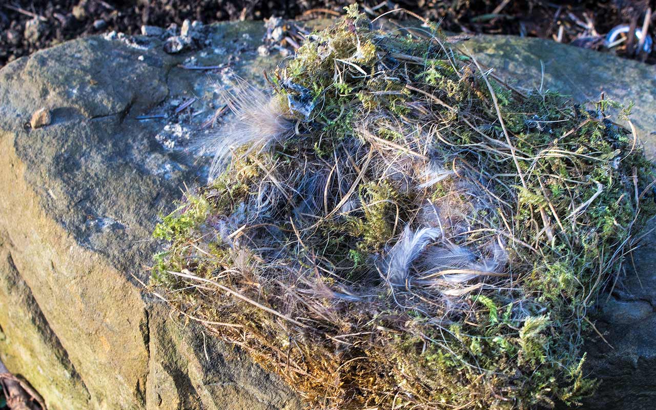 Überfall im Nistkasten – Trauerfall im Garten