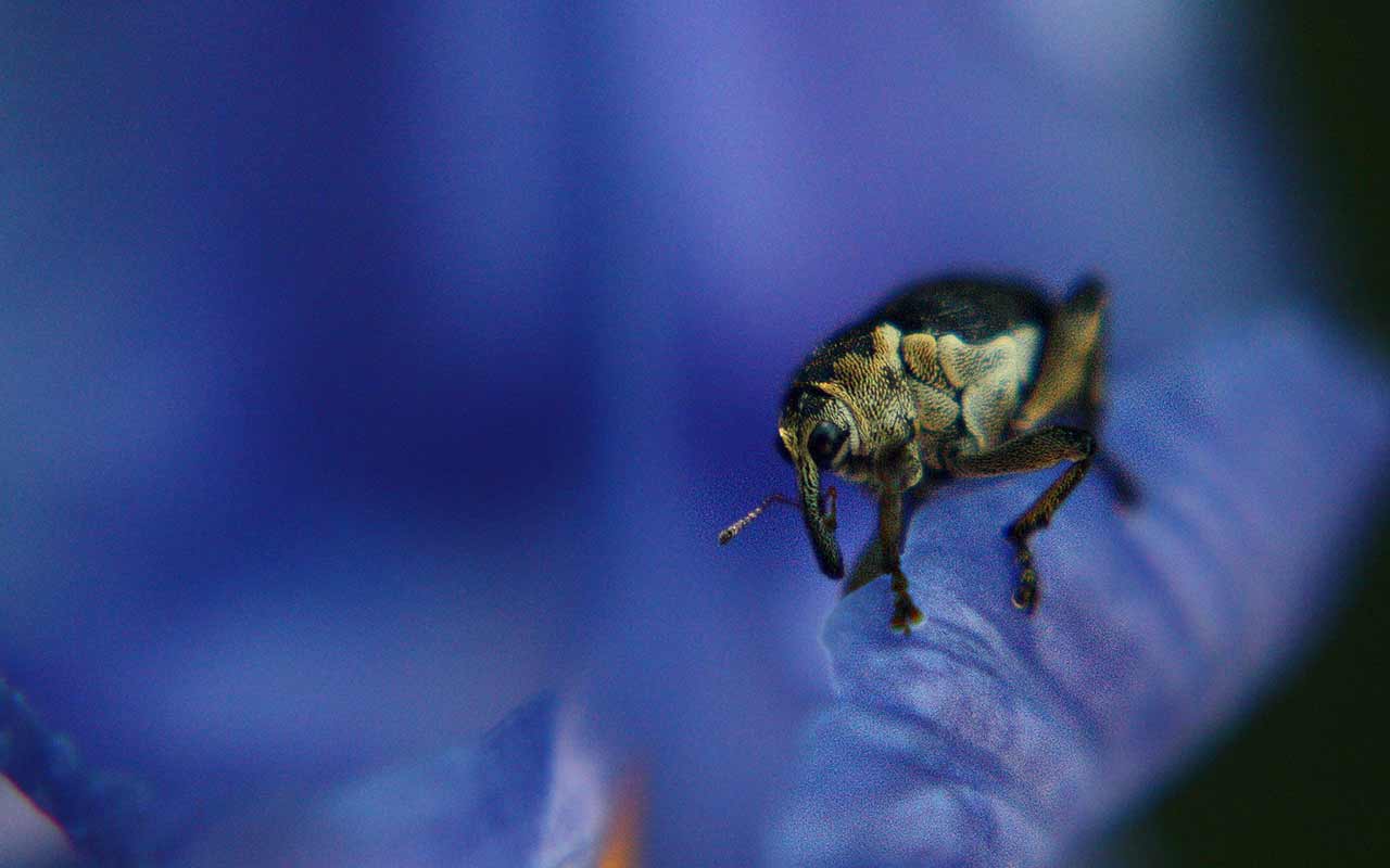 Schwertlilienrüssler: Ein Leben auf der Blüte