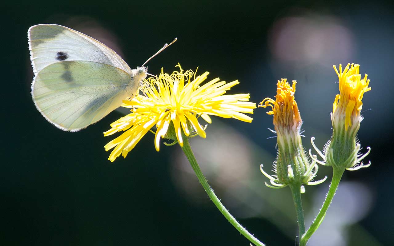 Kohlweißling – Gefräßige Raupe, wunderschöner Schmetterling