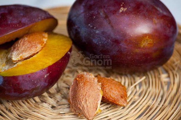 Powidl aus Garten-Zwetschgen kochen (Pflaumenmus)
