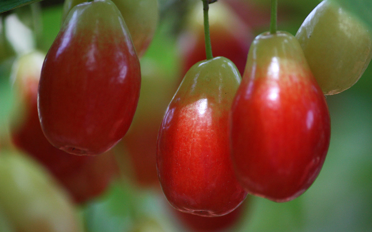 Dirndlmarmelade (Marmelade aus Kornelkirschen)