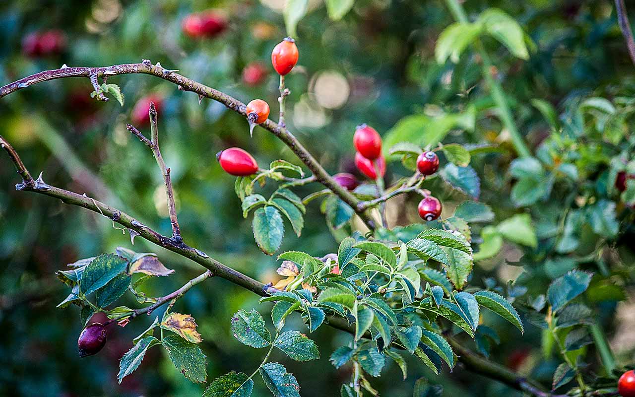 Herbstliche Hagebutten-Marmelade (Hagebutten-Konfitüre)