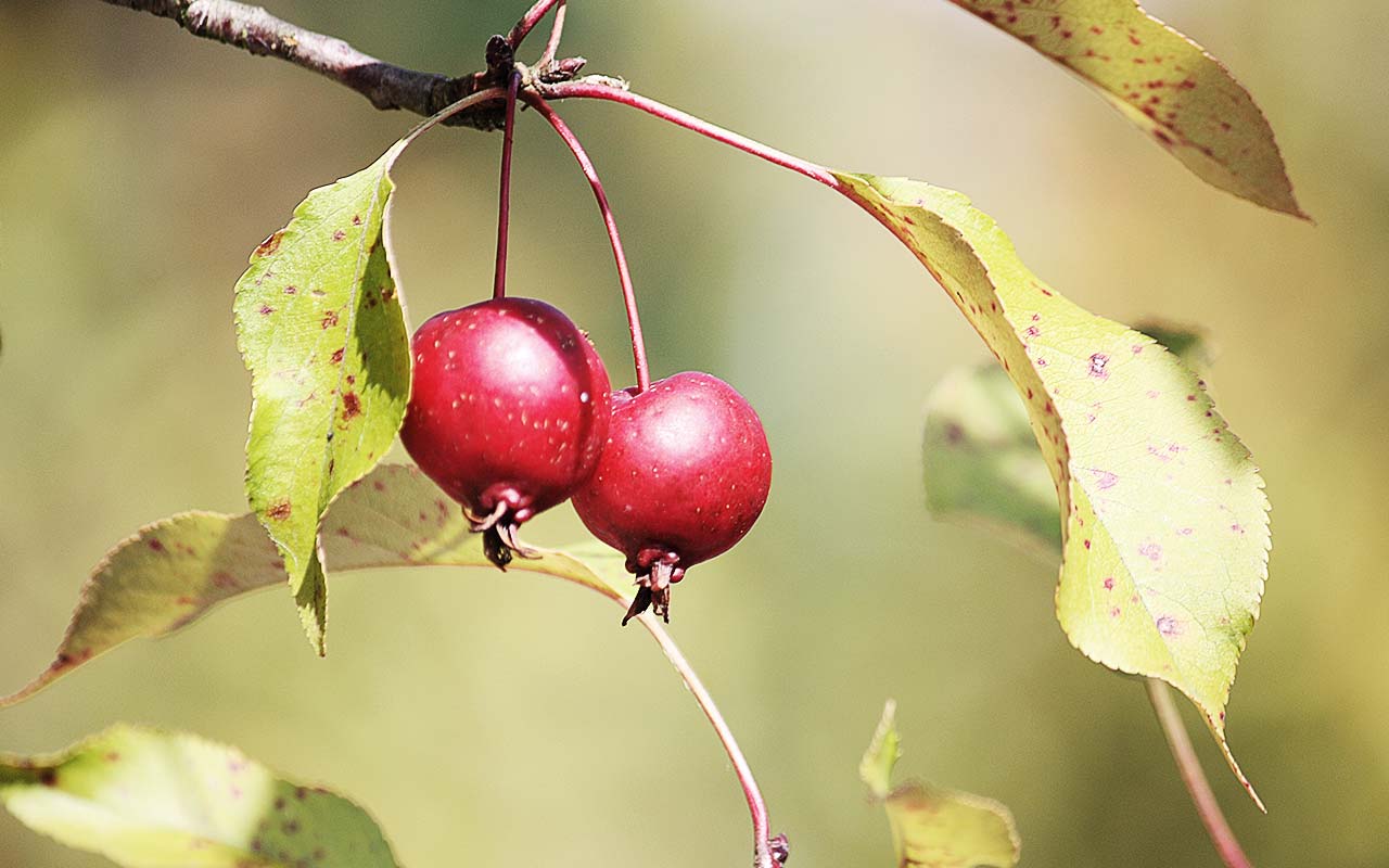 Der Herbst im Glas: Zierapfelgelee