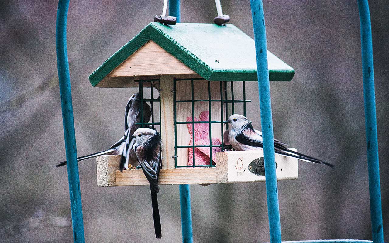 Vögel (Wildvögel bzw. Singvögel) im Winter richtig füttern