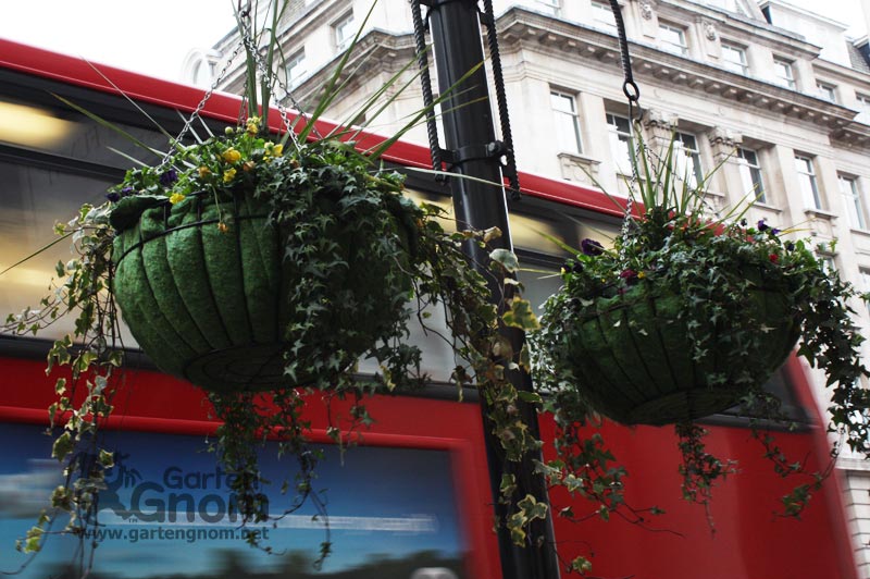 Selbst im Winter gibt es grüne Blumenampeln entlang der Straßen von London.