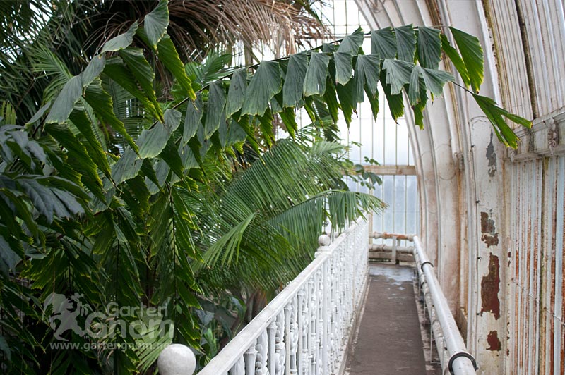 Dachgalerie im großen Palmenhaus in den Kew Gardens in London.