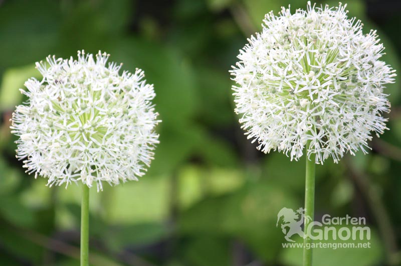 Weißer Zierlauch (Allium)