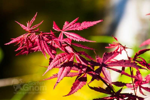 Auch ohne Blüten bringt Ahorn ordentlich Farbe in den Herbst.