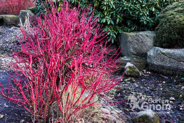 Der sibirische Hartriegel (Cornus alba Sibirica) verzaubert gleich auf zwei Arten in der kühlen Jahreszeit.