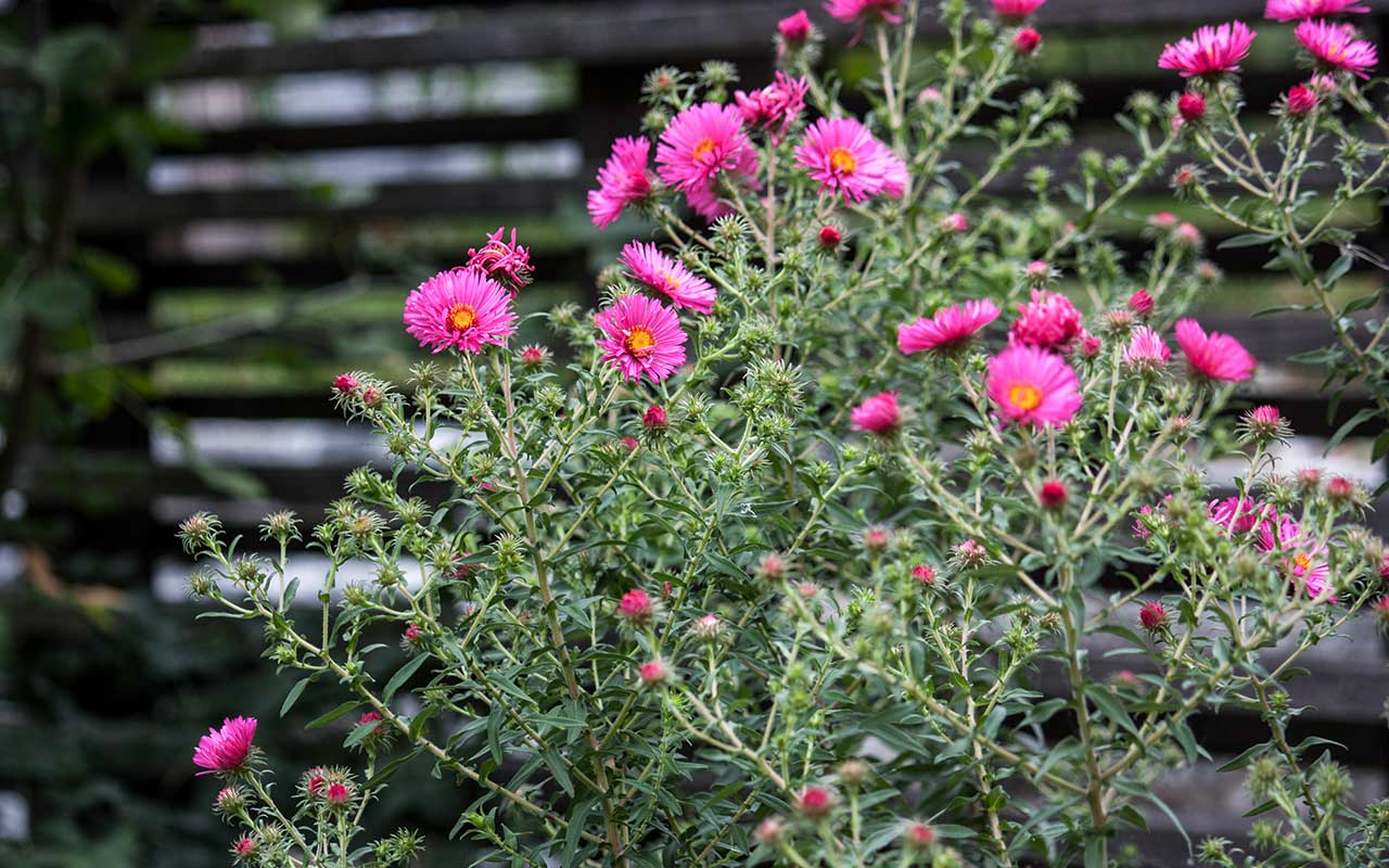 Der Garten im Herbst: herbstliche Farbenpracht