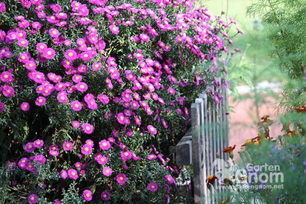 Herbstastern blühen über und über in den schönsten Farben wie rosa bzw. pink, weiß und blau-violett.