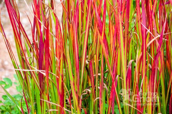 Das japansiche Blutgras macht mit seinen roten Blättern seinem Namen alle Ehre.