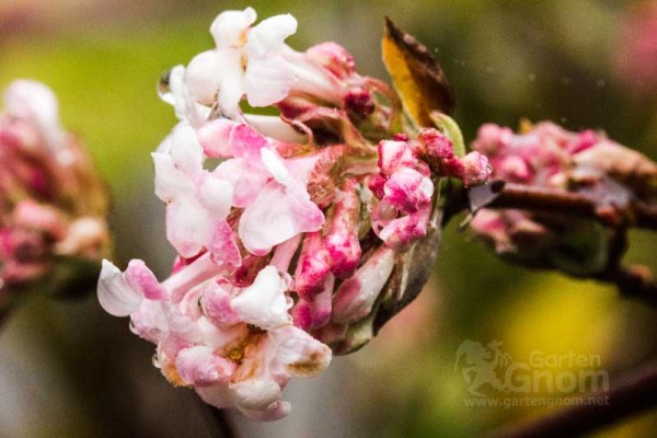 Der Winterschneeball (Viburnum) zeigt nach seinem Herbstkleid seine wunderbar duftenden Blüten.