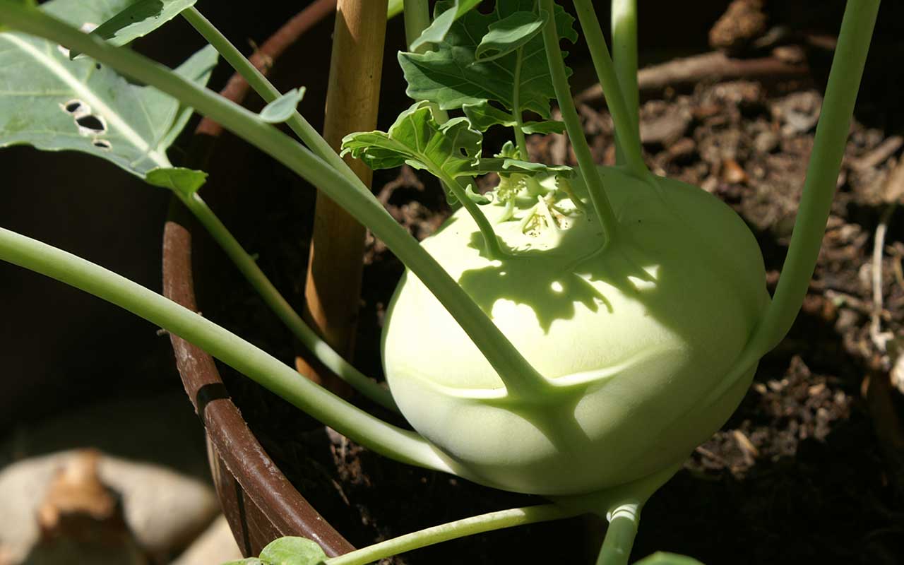 Balkonkästen mit Obst und Gemüse am Balkon anlegen