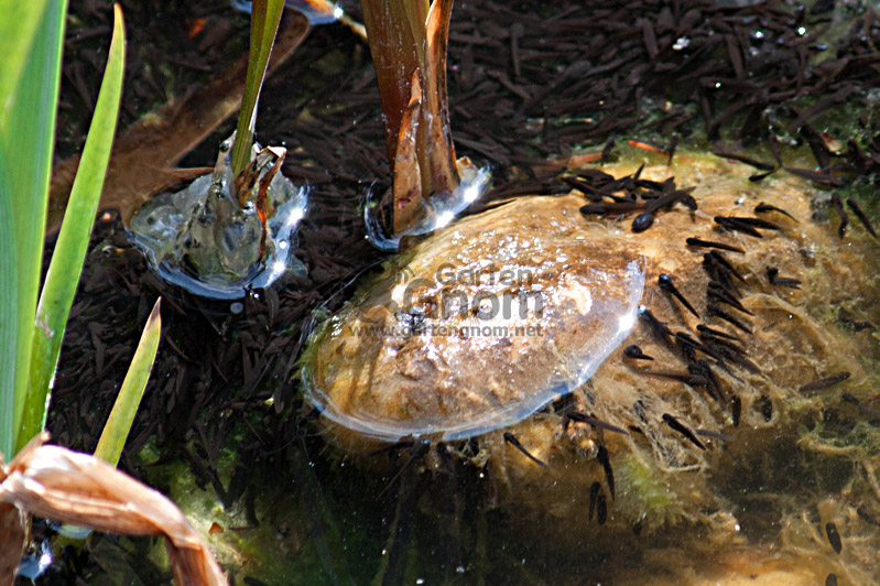 Kaulquappen im Gartenteich