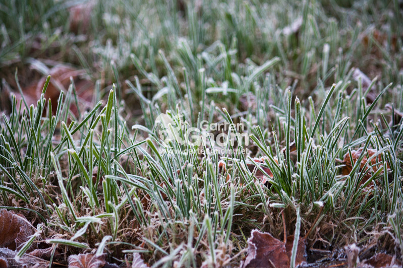 Morgenfrost, der sich auf der Wiese abgesetzt hat.