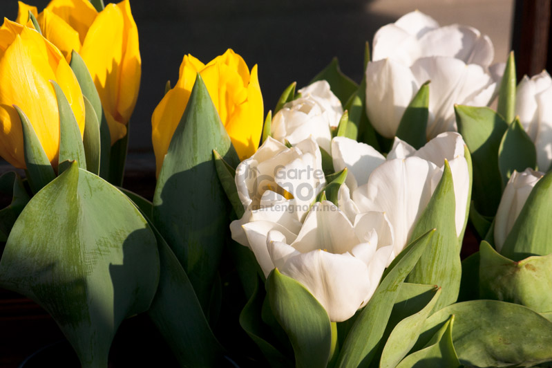 Weiße und Gelbe Tulpen