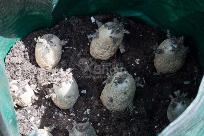 vorgekeimte Kartoffeln im Pflanzsack