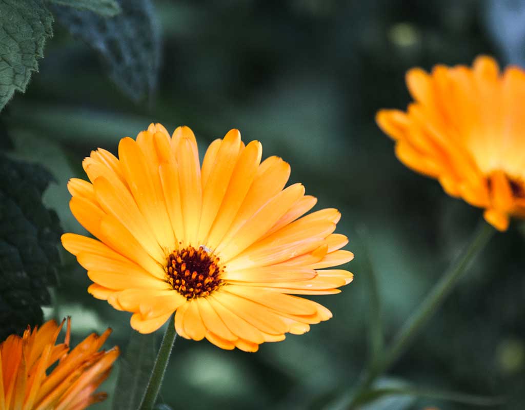 Die Ringelblume: schöne und anspruchslose Heilpflanze