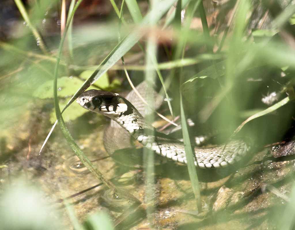 Ringelnattern am Gartenteich