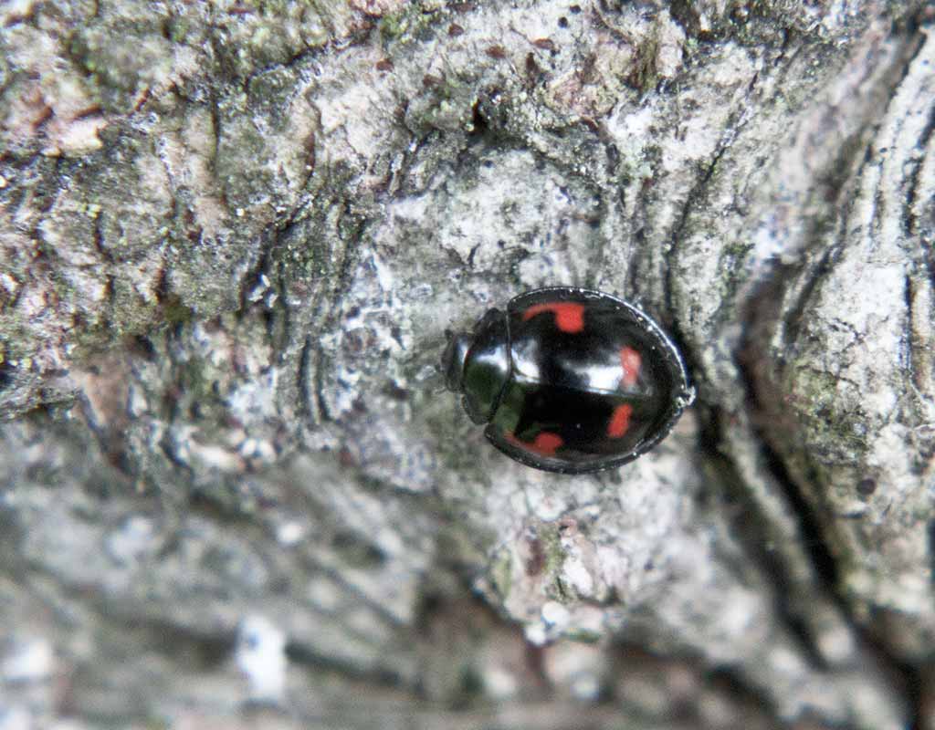 Marienkäfer gegen Tannenstammläuse – Der Naturgarten heilt sich selbst