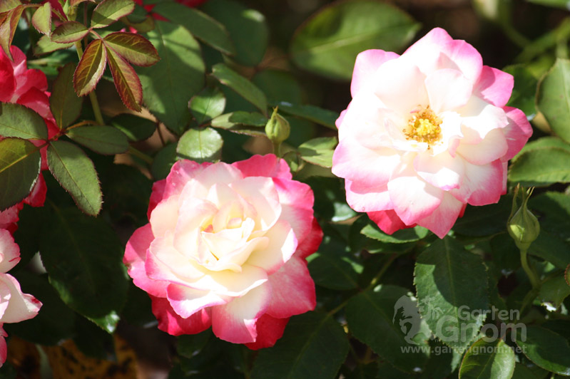 Rose: Blumenstadt Tulln